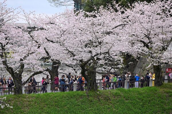 Японская вишня - сакура - символ весны в Японии: На фото: люди прогуливаются вдоль деревьев сакуры в цветущем парке Китаномару в Токио. - Sputnik Казахстан