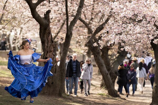 Женщина позирует на фоне цветущей сакуры в Арлингтоне, штат Вирджиния.  - Sputnik Казахстан