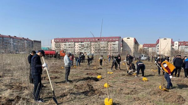 Более 10 тысяч деревьев высадят весной  в Алматы - Sputnik Казахстан