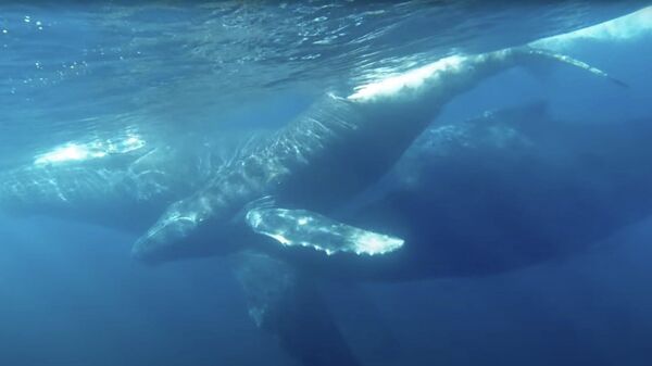 Горбатые киты поют под водой видео - Sputnik Казахстан