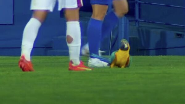 Попугай на поле во время матча - видео - Sputnik Казахстан