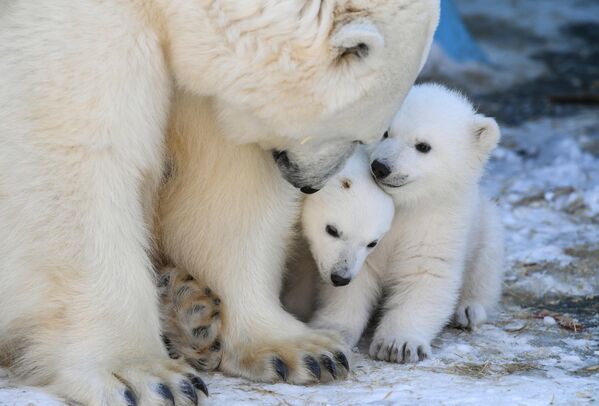 Белые медвежата в зоопарке Новосибирска - Sputnik Казахстан