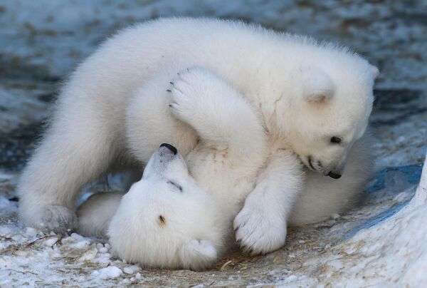 Медвежата, родившиеся у белых медведей Кая и Герды, в Новосибирском зоопарке  - Sputnik Казахстан
