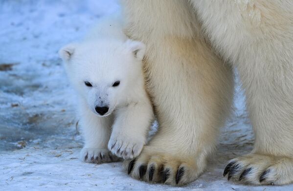 Медвежонок, родившийся 16 декабря 2022 года у белых медведей Кая и Герды, в Новосибирском зоопарке - Sputnik Казахстан