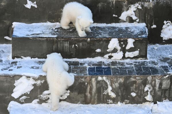 Медвежата, родившиеся 16 декабря 2022 года у белых медведей Кая и Герды, в Новосибирском зоопарке - Sputnik Казахстан