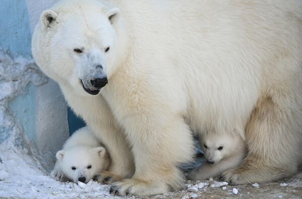 Белые медвежата в зоопарке Новосибирска - Sputnik Казахстан