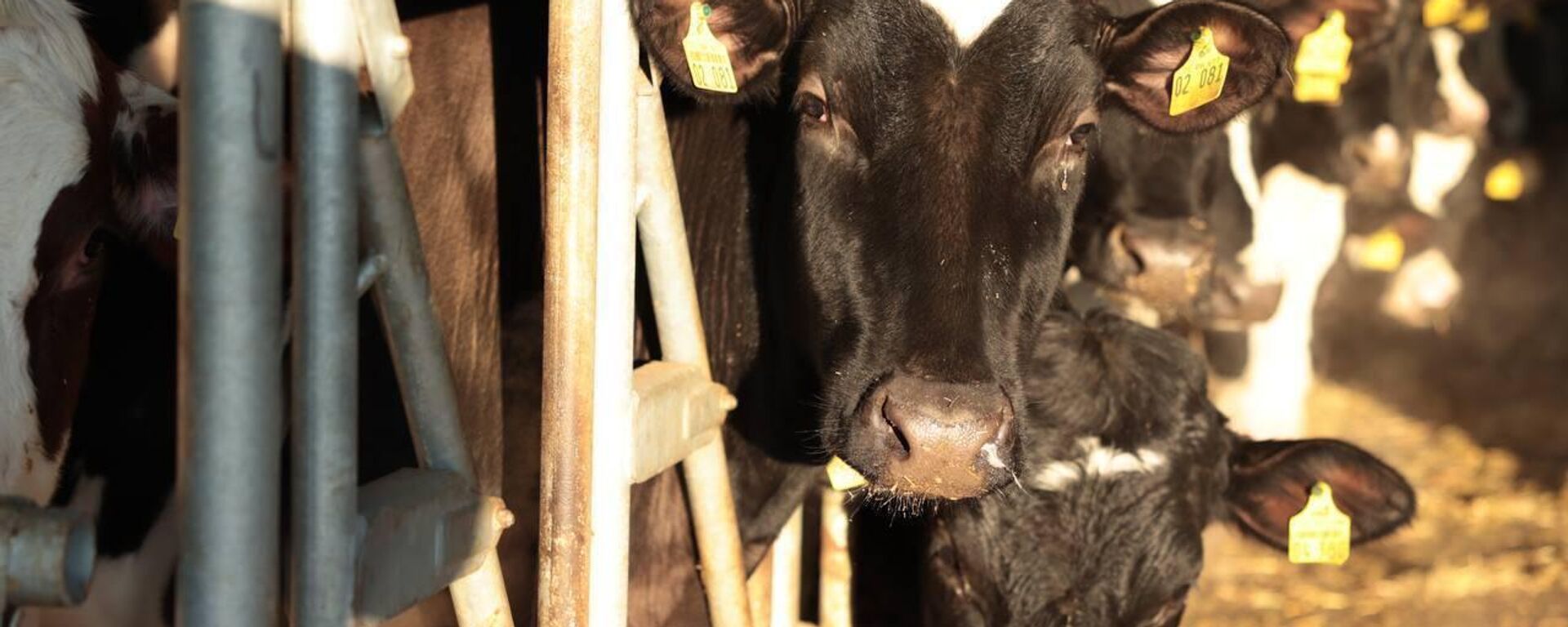 Правительство утвердило Концепцию развития сельских территорий - Sputnik Қазақстан, 1920, 13.03.2026