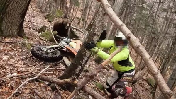 Медведь напал на мотоциклиста - видео - Sputnik Казахстан