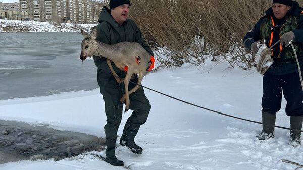 Павлодарские спасатели вытащили косулю, провалившуюся под лед на реке Усолке - Sputnik Казахстан