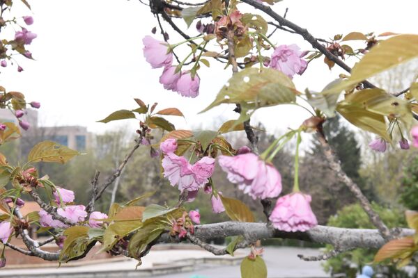 Кажется, что в Алматы не осталось ни одного уголка, где сегодня не цветет какой-нибудь куст, дерево или не раскинулась бы яркая клумба.  - Sputnik Казахстан