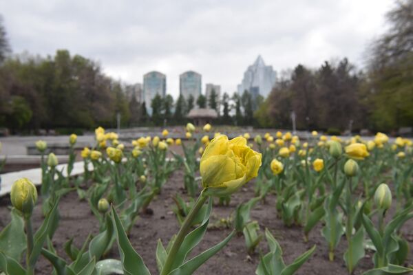 Практически весь центр города пестрит клумбами тюльпанов: они - одни из первых цветов, которые знаменуют для алматинцев наступление полноценной весны.  - Sputnik Казахстан
