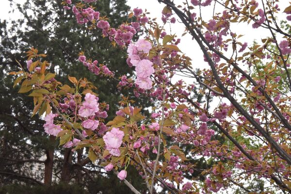 На город словно накинули пестрое цветочное покрывало: цветут вишни, яблони, боярышник и даже сакура (на фото) с  магнолией. - Sputnik Казахстан