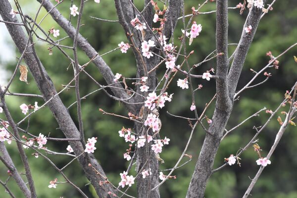 Декоративные деревья и кустарники вдоль городских магистралей, своим цветением напоминают, что весна пришла в город по-настоящему. - Sputnik Казахстан