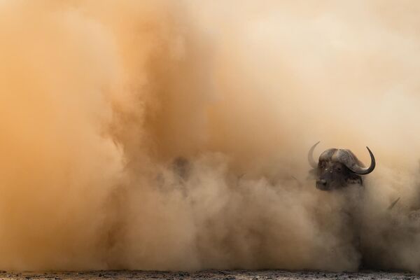 Снимок &quot;Наблюдатель&quot; победил в категории &quot;Млекопитающие&quot;, фотограф Йенс Каллманн. - Sputnik Казахстан