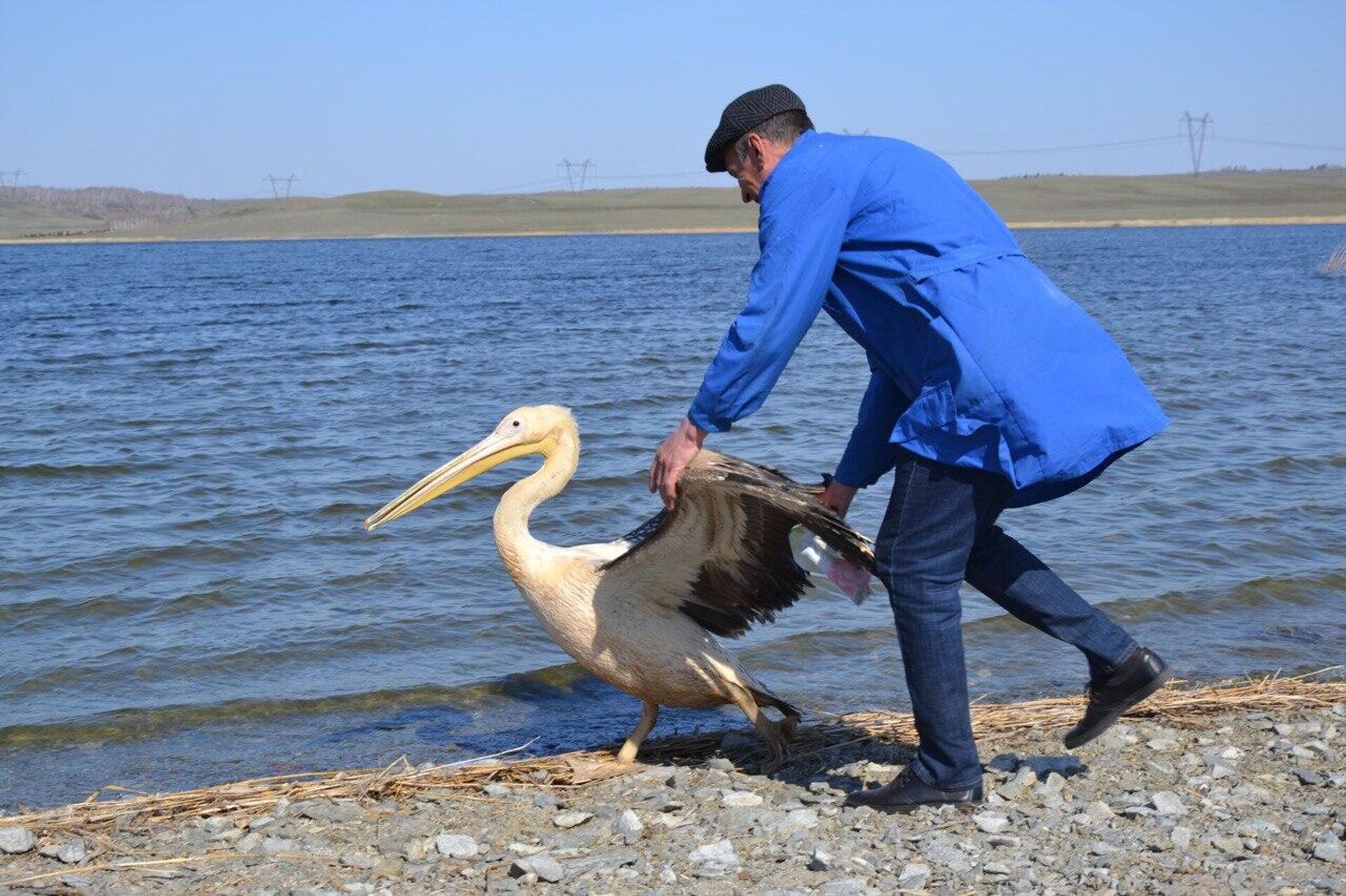 Спасенного лебедя и пеликана выпустили на волю в Бурабае - Sputnik Казахстан, 1920, 04.05.2023