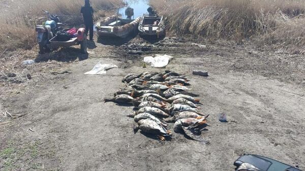 Браконьеры, среди которых был полицейский, отстрелили более 30 перелетных гусей в СКО - Sputnik Казахстан