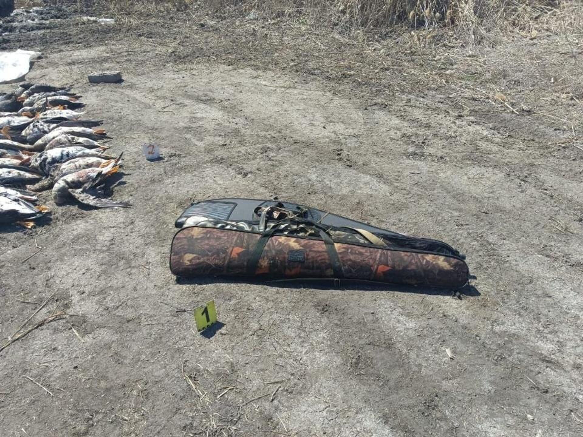 Браконьеры, среди которых был полицейский, отстрелили более 30 перелетных гусей в СКО - Sputnik Казахстан, 1920, 07.05.2023