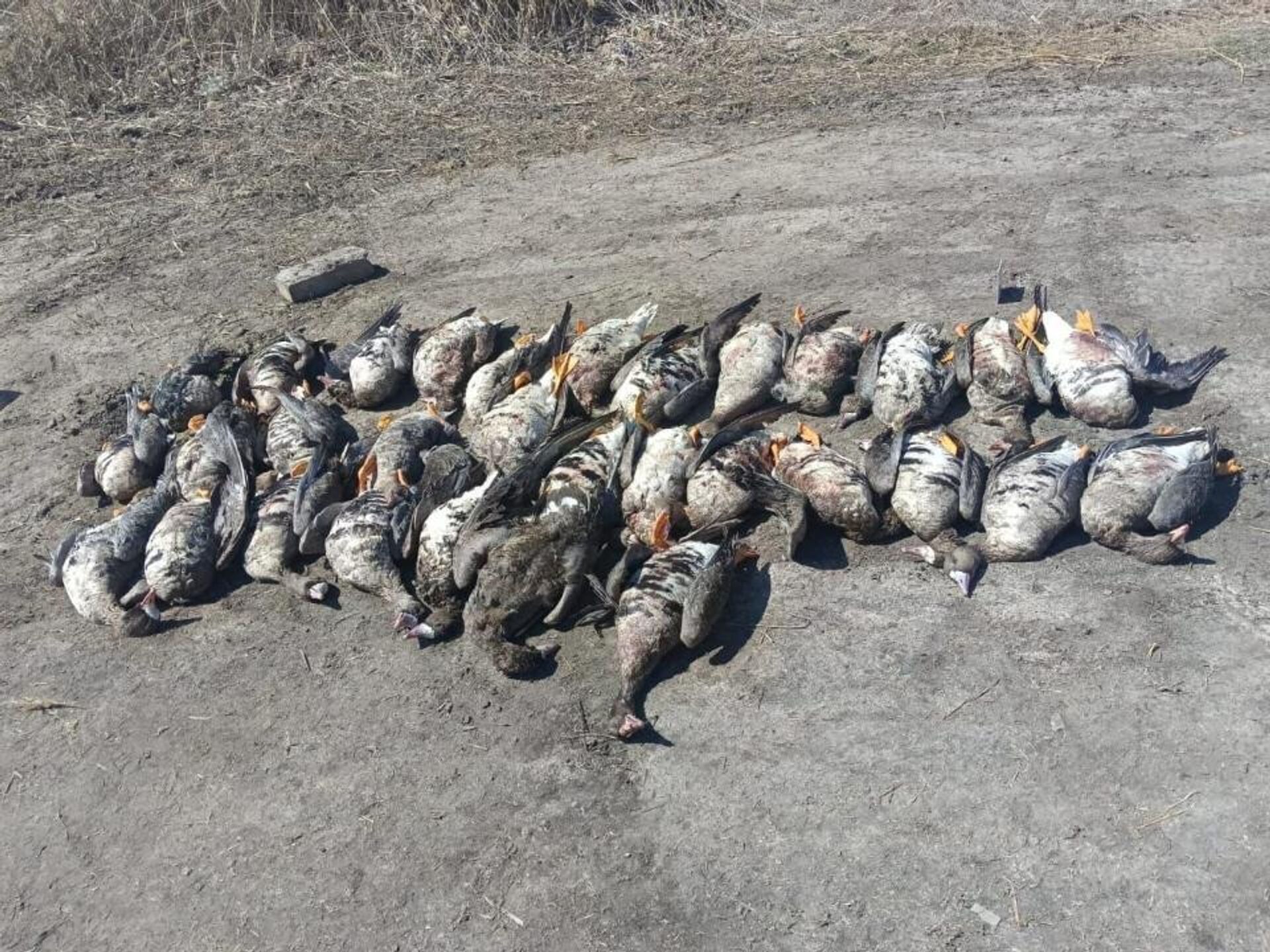 Браконьеры, среди которых был полицейский, отстрелили более 30 перелетных гусей в СКО - Sputnik Казахстан, 1920, 07.05.2023