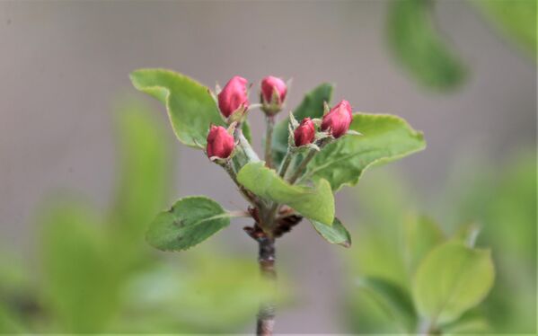 Цветение яблони Сиверса как культурное событие ни в чем не уступает цветению сакуры в Японии. Ведь наибольший ареал Тянь-Шаньской дикой яблони, а это около 49%, находится именно в горах Жонгарского Алатау. - Sputnik Казахстан
