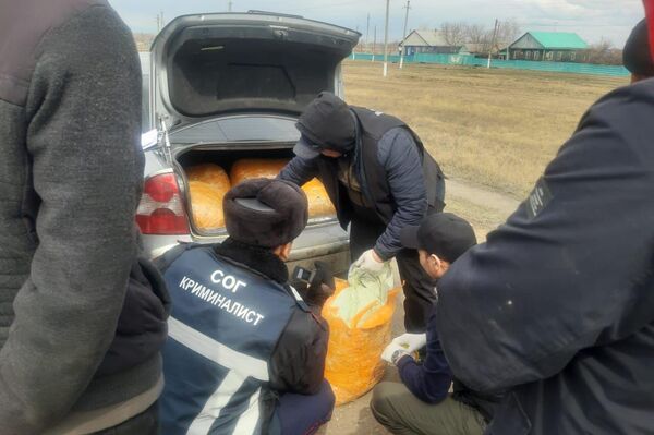 Почти полтонны марихуаны изъяли полицейские у двух наркодельцов в СКО - Sputnik Казахстан