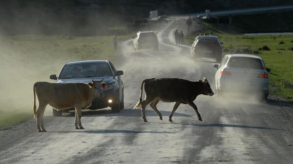 Коровы на дороге  - Sputnik Казахстан