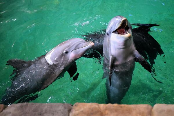 Обитателям парка созданы условия, максимально приближенные к природным. На фото: дельфины в тематическом парке SeaWorld в ОАЭ. - Sputnik Казахстан