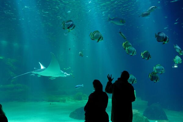 Посетители наблюдают за плаванием различных тропических рыб и скатов в гигантском аквариуме. - Sputnik Казахстан
