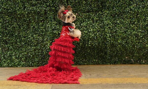 Собака,  одетая как Сальма Хайек, во время недавнего “The Pet Gala” в Нью-Йорке, США. - Sputnik Казахстан