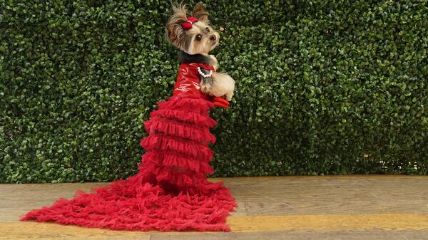 Собака, одетая как Сальма Хайек, во время “The Pet Gala” в Нью-Йорке, США - Sputnik Казахстан
