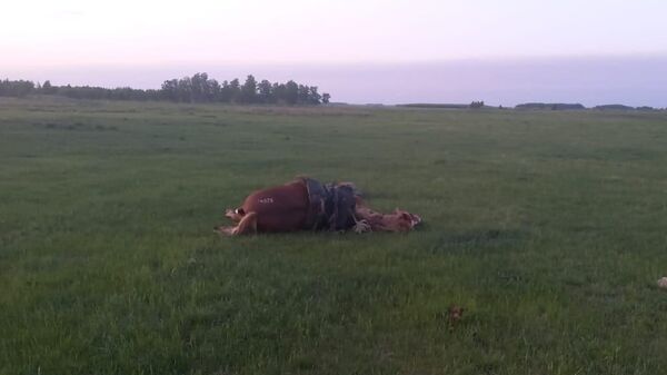 Пастуха и его лошадь убило молнией в степи на севере Казахстана - Sputnik Казахстан