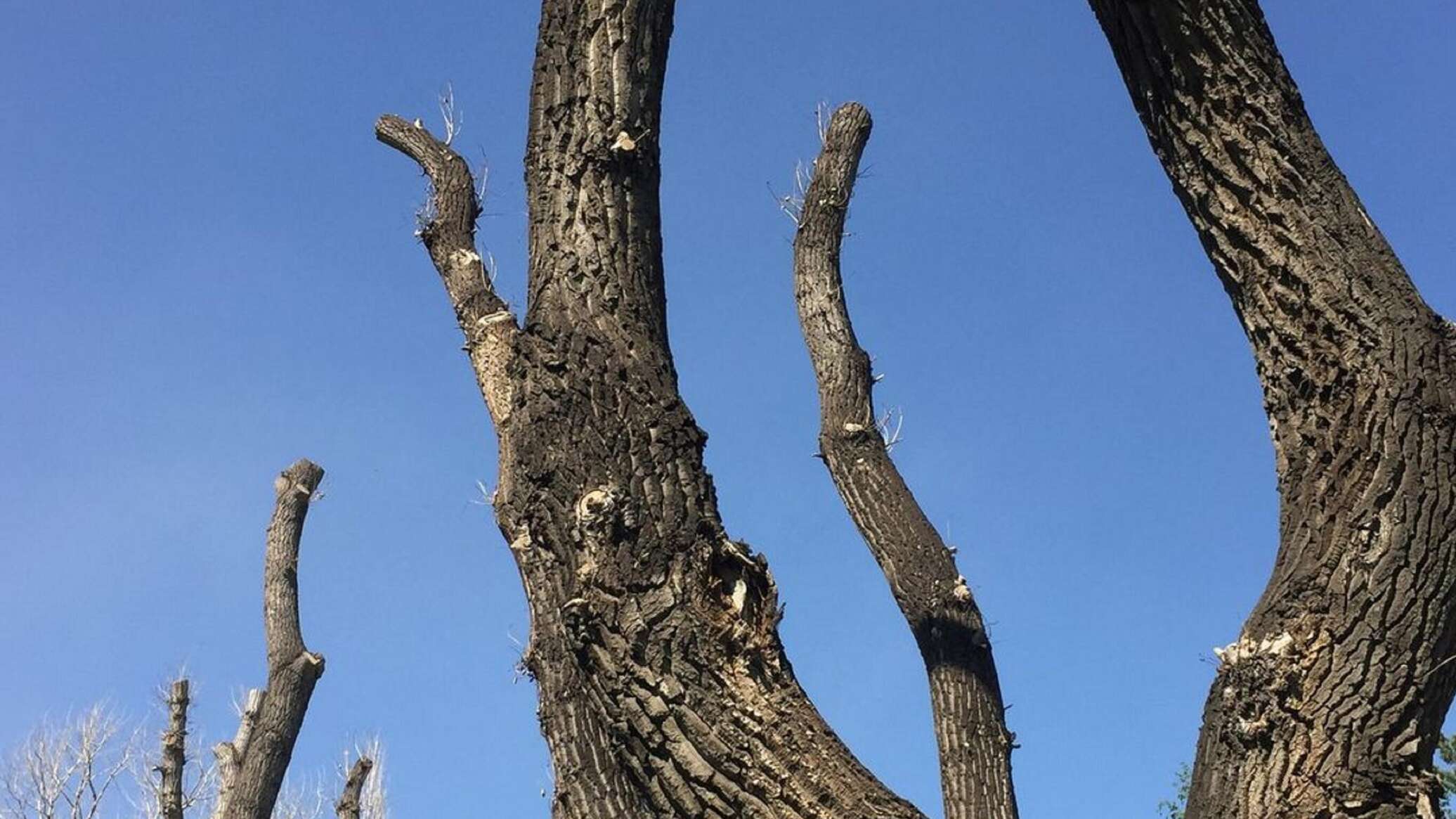 Это не кадры из фильма \"Зловещие мертвецы\": обрезка деревьев возмутила ...