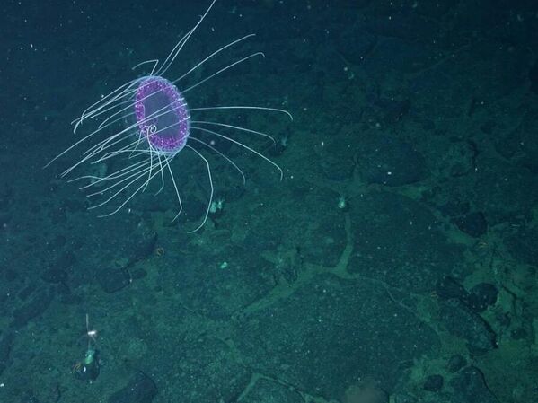 Фиолетовая медуза, которую также называют &quot;обеденная тарелка&quot;  Разлом в Тихом океане образовался в результате движения тектонических плит и использовался людьми для подводной добычи полезных ископаемых. - Sputnik Казахстан