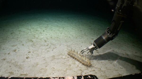 40 сантиметрлі Elasipod теңіз қияры. - Sputnik Қазақстан