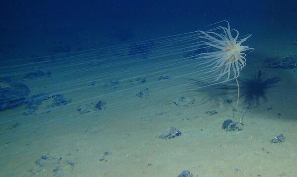 Новый вид из нового отряда Cnidaria, найденный на глубине 4,1 тыс. метров. - Sputnik Казахстан