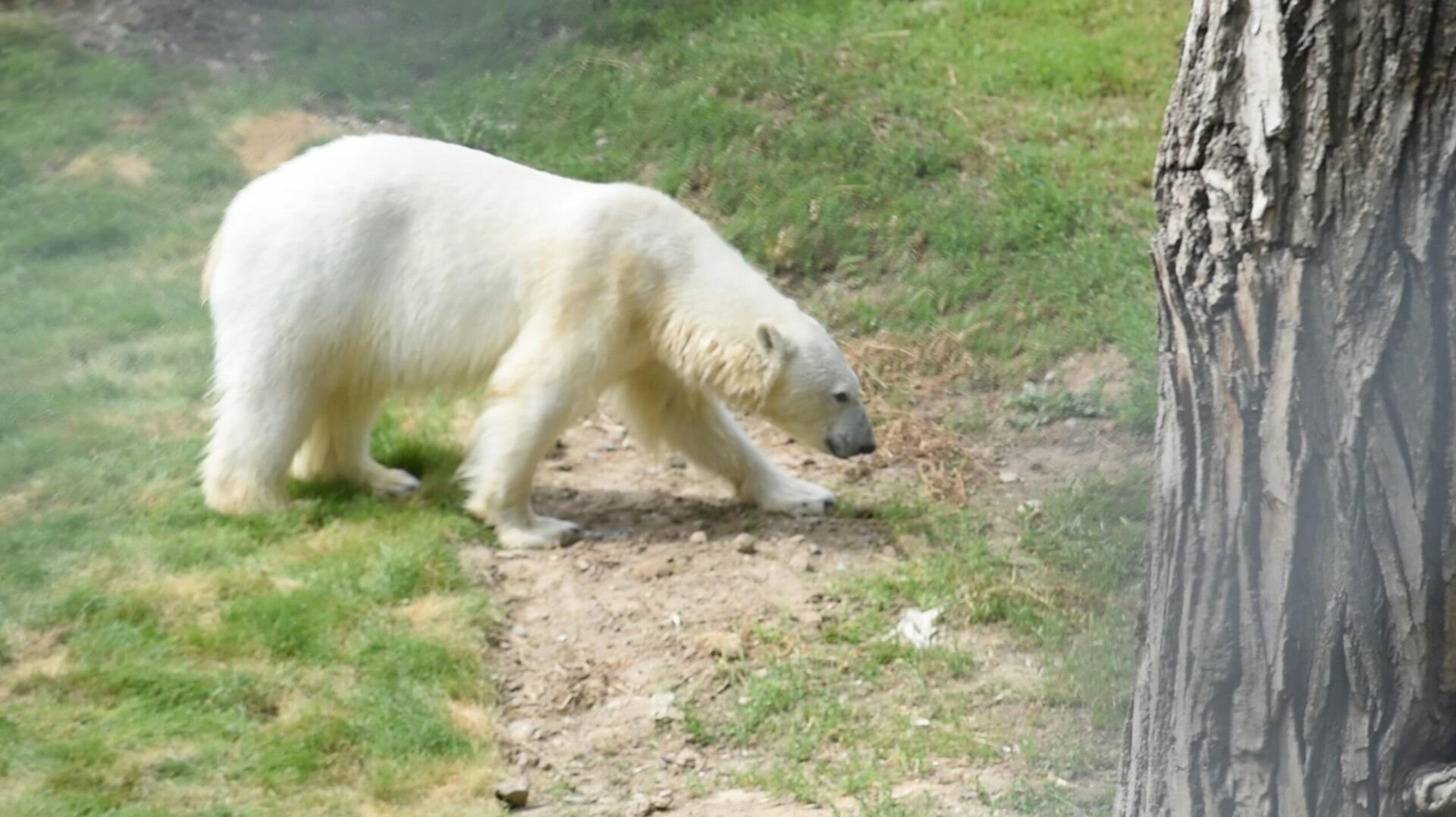 Белая медведица в зоопарке Алматы
 - Sputnik Казахстан, 1920, 02.06.2023