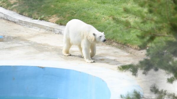 Белая медведица в зоопарке Алматы
 - Sputnik Казахстан