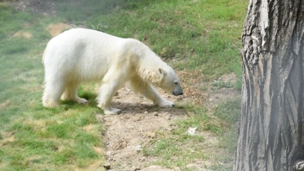 Белая медведица из Москвы “прописалась” в Алматинском зоопарке - Sputnik Казахстан