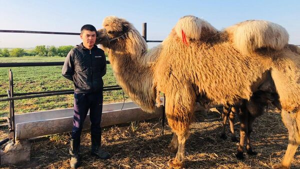 Разведением верблюдов занимается начинающий предприниматель из Бухар-Жырауского района - Sputnik Казахстан