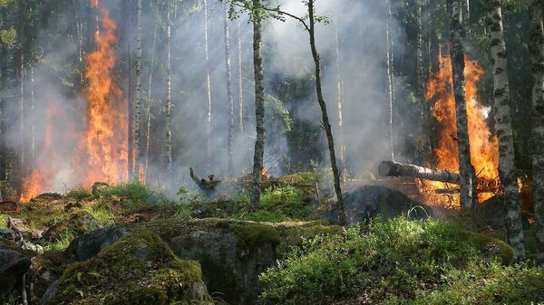 Пожар охватил 2 тыс га в Абайской области, эвакуированы жители трех сел - Sputnik Қазақстан