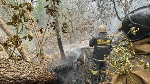Лесной пожар в области Абай - Sputnik Казахстан