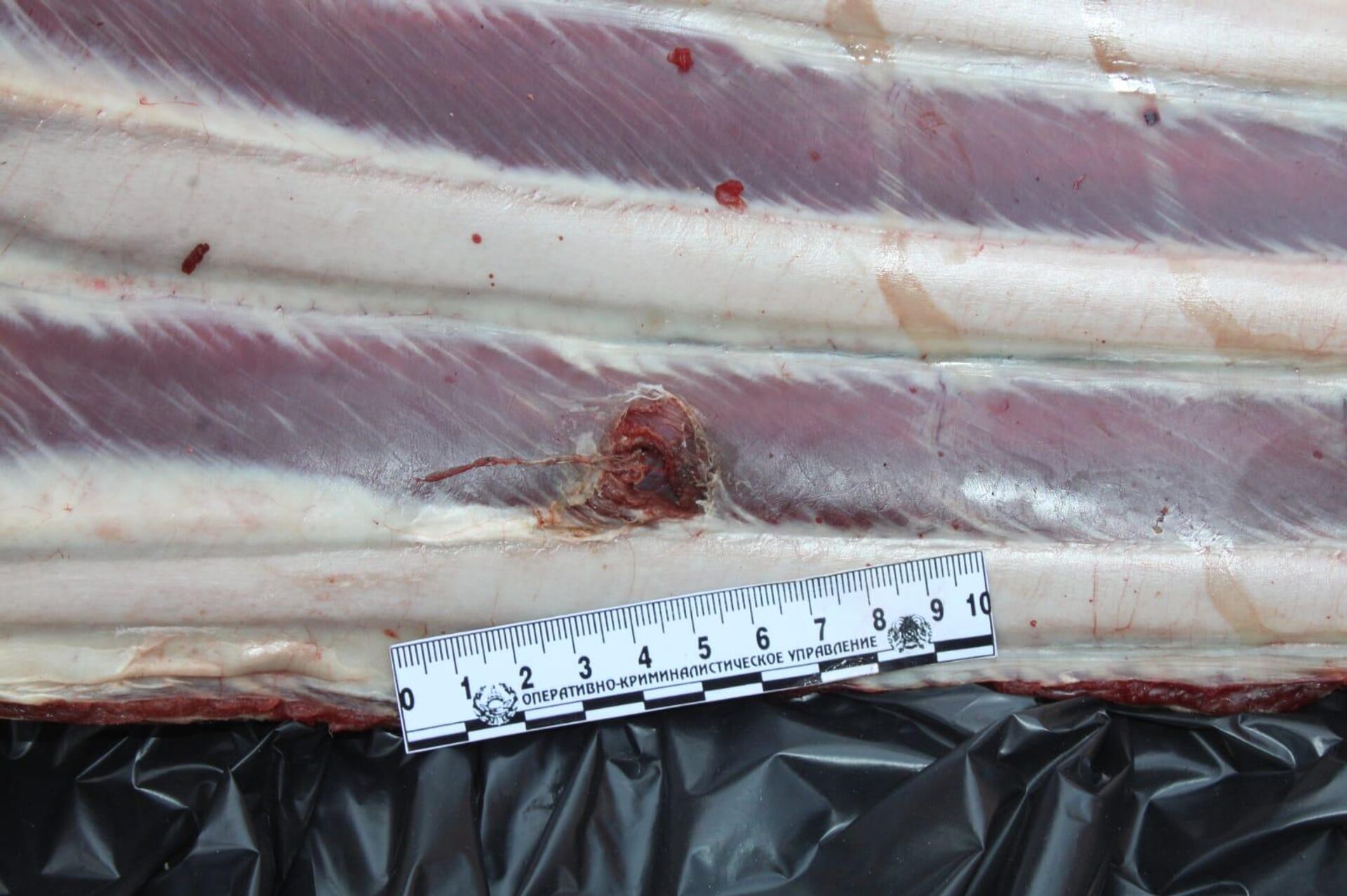 Беременную самку марала отстрелили браконьеры на севере Казахстана - Sputnik Казахстан, 1920, 12.06.2023