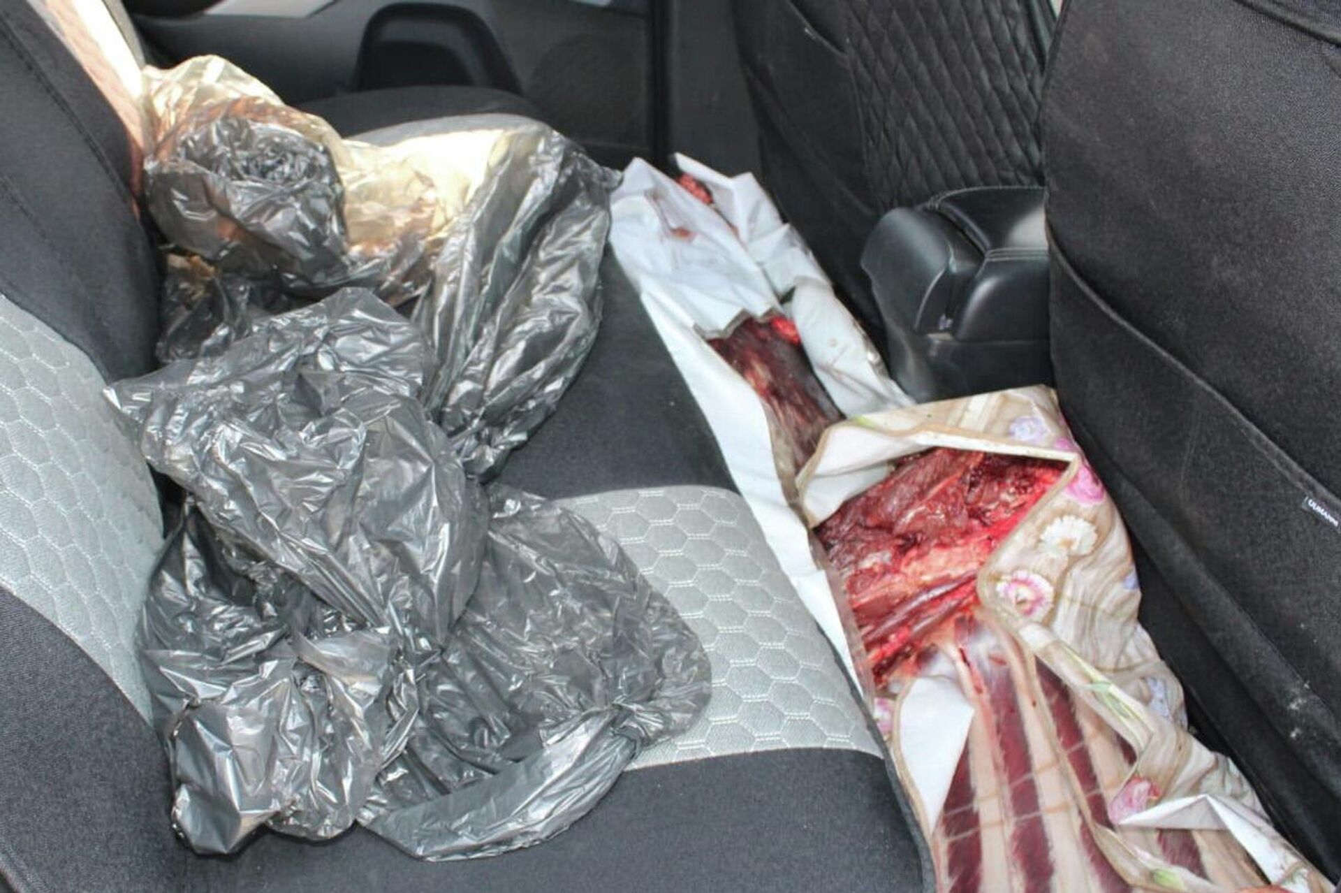 Беременную самку марала отстрелили браконьеры на севере Казахстана - Sputnik Казахстан, 1920, 12.06.2023