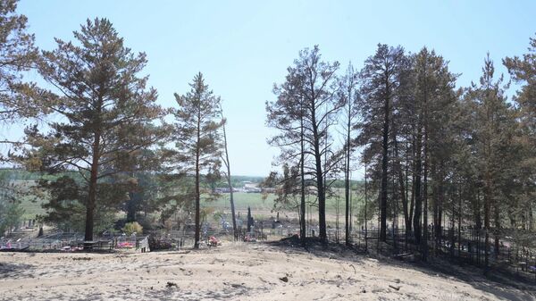 Последствия лесных пожаров в Абайской области - Sputnik Казахстан