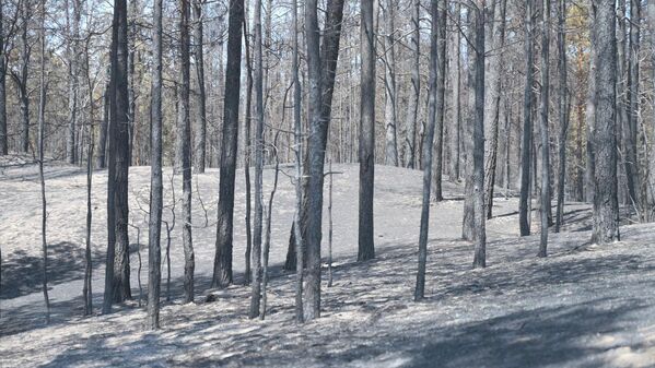 Ущерб от лесного пожара еще только предстоит просчитать. - Sputnik Казахстан
