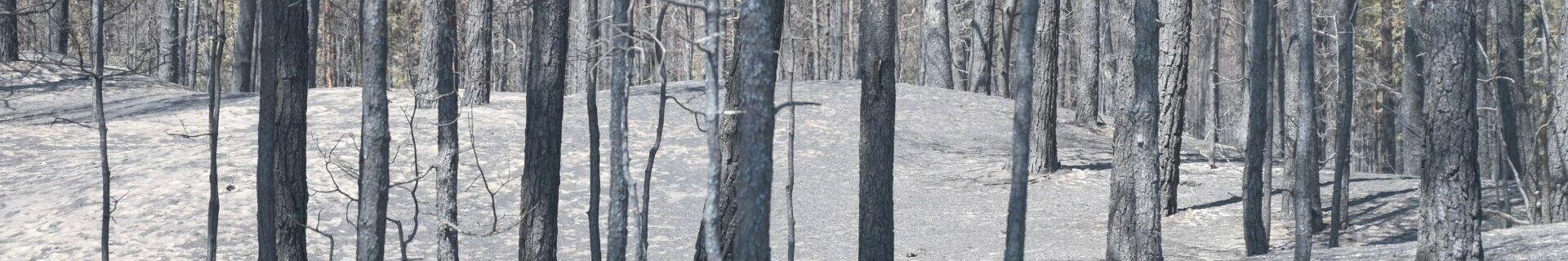 Последствия лесных пожаров в Абайской области - Sputnik Қазақстан, 1920, 15.09.2023