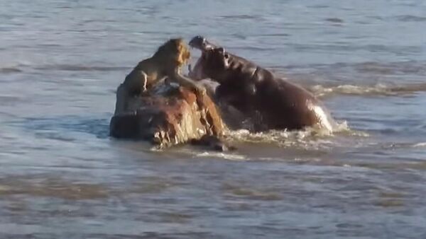 Застрявший лев был окружен и атакован бегемотами - видео - Sputnik Казахстан