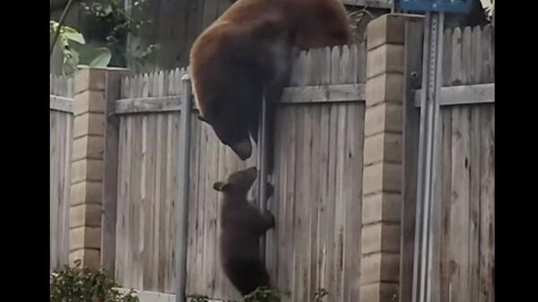 Мама Медведица помогает своим медвежатам перелезть через забор - Sputnik Казахстан