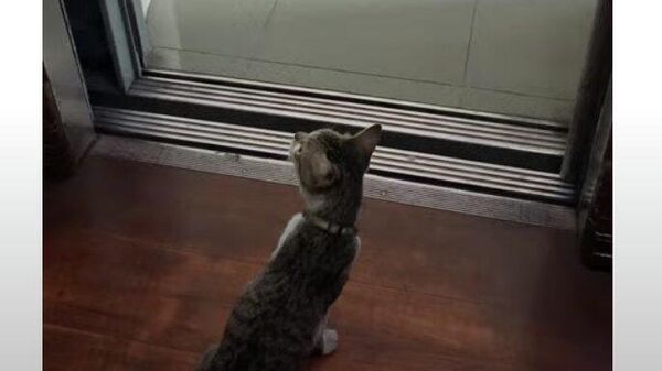 Кот терпеливо ждет своего этажа - Sputnik Казахстан