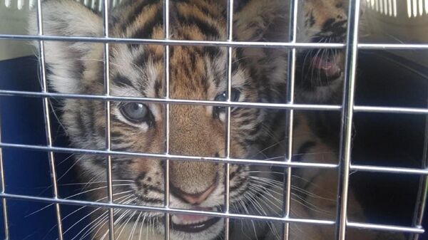 Маленьких львят и тигрят не дали вывезти контрабандой из России в Казахстан - Sputnik Казахстан