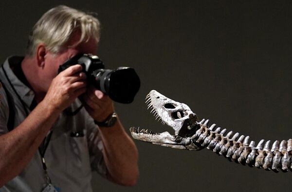 Фотограф снимает на камеру скелет плезиозавра криптоклидуса, возраст которого составляет около 190 миллионов лет, во время предварительного просмотра аукциона Sotheby&#x27;s по естественной истории в Нью-Йорке. - Sputnik Казахстан